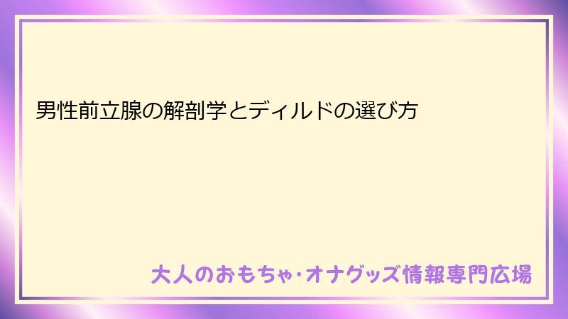 男性前立腺の解剖学とディルドの選び方